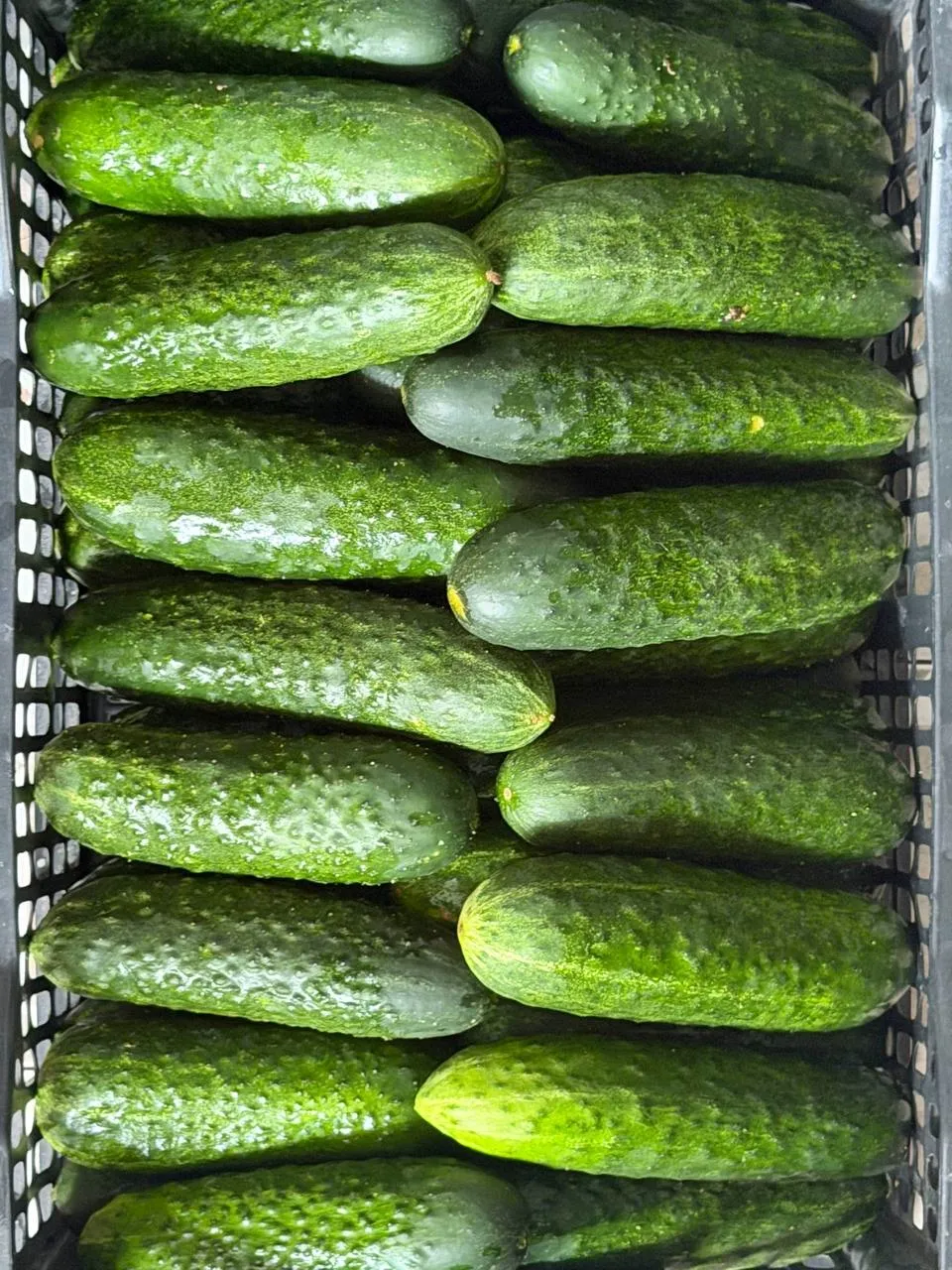 Огурец